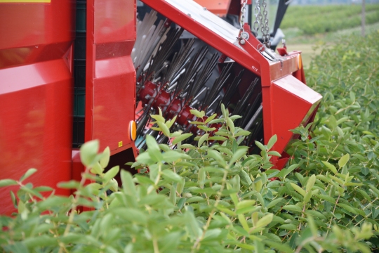 harvester-for-haskap