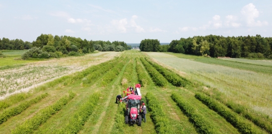 haskap-harvest JOANNA-5