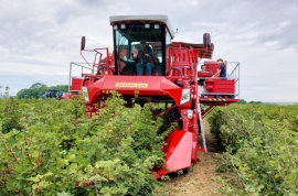 berry-harvester VICTOR PREMIUM