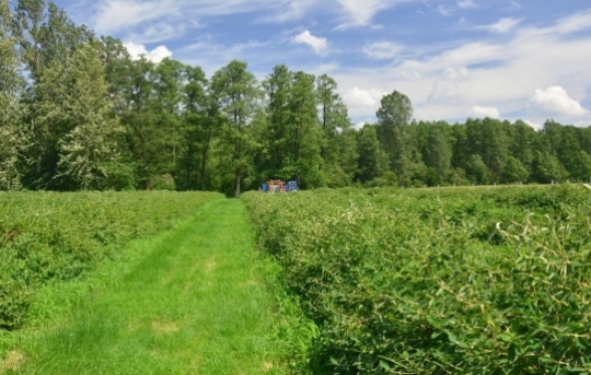 540_360_fit_original_99_avjsmk