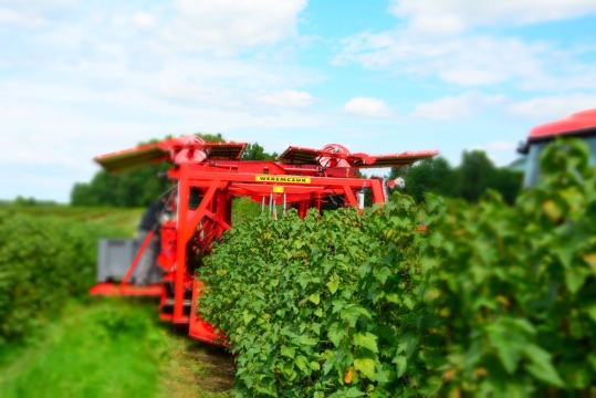 currant-harvester